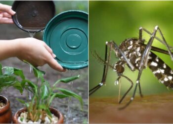 Temporada de chuva aumenta risco de dengue no Brasil; veja como prevenir