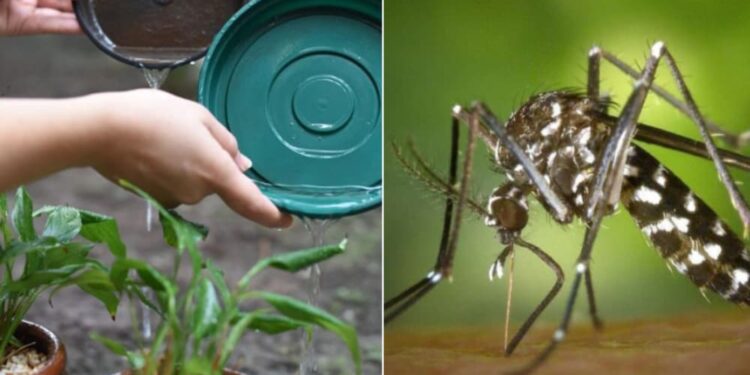 Temporada de chuva aumenta risco de dengue no Brasil; veja como prevenir
