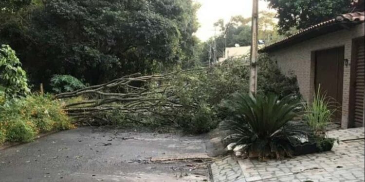 Forte chuva em Goiânia causa alagamentos, queda de árvores e falta de energia