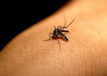 Dengue: Período chuvoso e férias acendem alerta para proliferação do Aedes aegypti