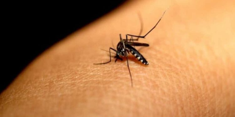 Dengue: Período chuvoso e férias acendem alerta para proliferação do Aedes aegypti