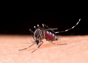 Goiânia e Aparecida estão entre as três cidades com mais casos de dengue no Brasil