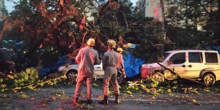 Árvore cai na Praça do Sol e deixa cinco pessoas feridas, em Goiânia