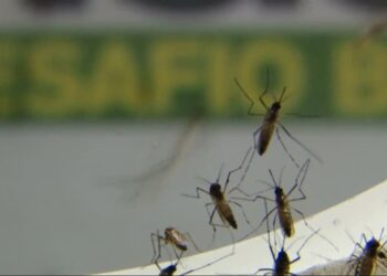 Dengue em Goiás: saúde confirma 684 casos e investiga uma morte no estado