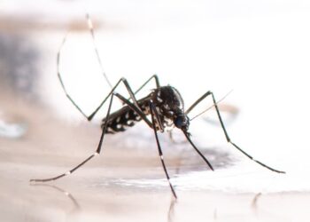 Nova fábrica de Aedes aegypti no Brasil