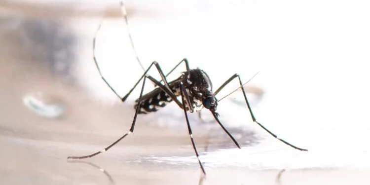 Nova fábrica de Aedes aegypti no Brasil