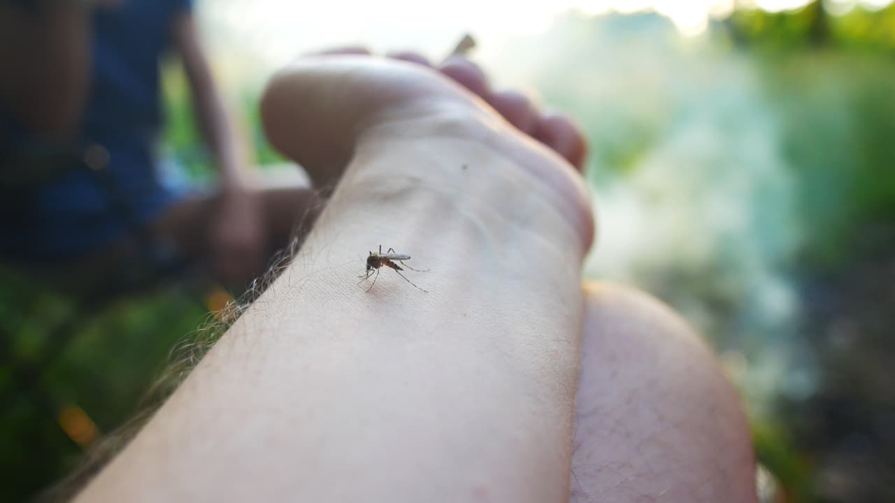 picada do mosquito da dengue