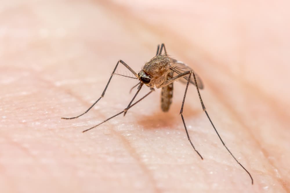Mosquito causador da malária.