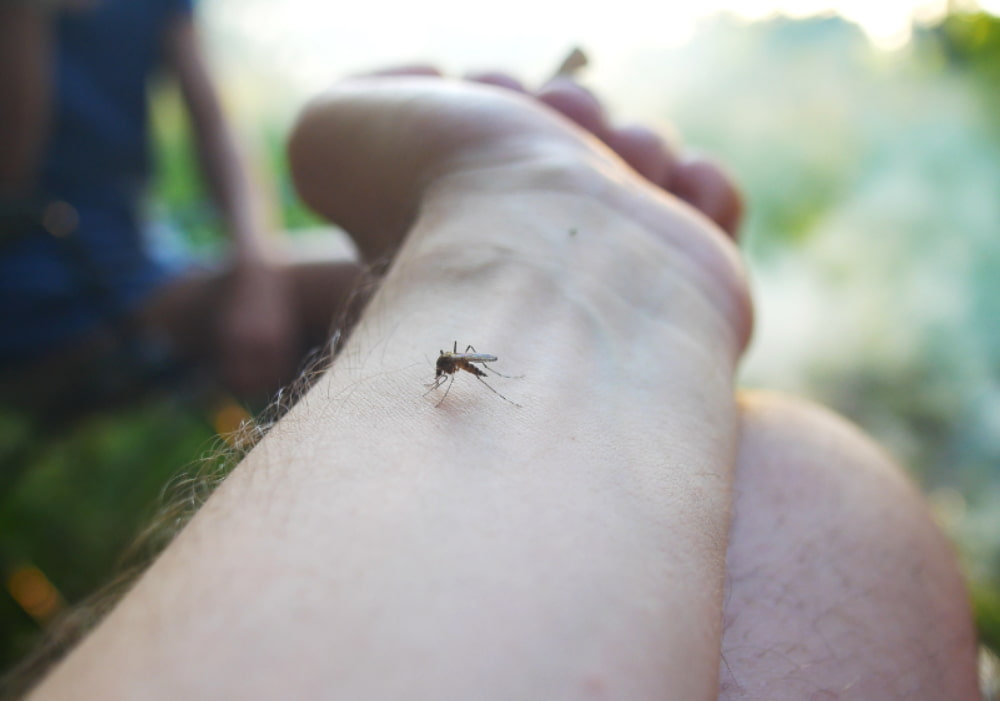 picada de mosquito