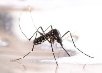Goiás registra mais de 35 mil casos e 11 mortes por dengue em 2023