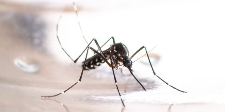Goiás registra mais de 35 mil casos e 11 mortes por dengue em 2023