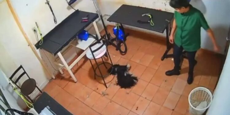 Laudo confirma que cadela morreu por causa de agressões em pet shop de Goiânia
