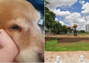 AMMA deve indenizar em R$ 30 mil tutores de cachorro que morreu eletrocutado em praça