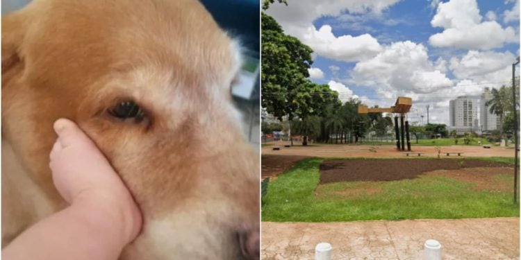 AMMA deve indenizar em R$ 30 mil tutores de cachorro que morreu eletrocutado em praça