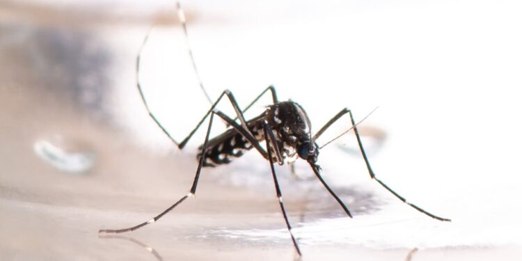 Goiás tem redução de 65% nos casos de dengue em 2023