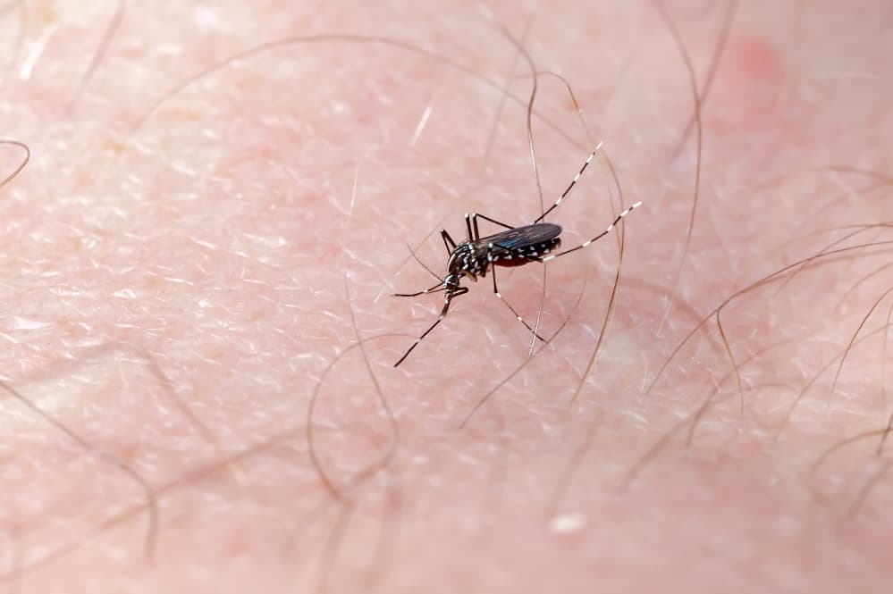 Dengue em Goiás