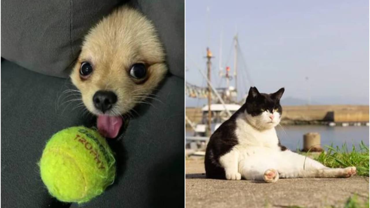 Concurso anuncia vencedores das melhores fotos engraçadas de pets