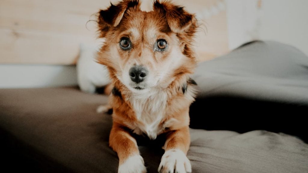 Shopping Passeio das Águas recebe evento de adoção de pets no fim de semana