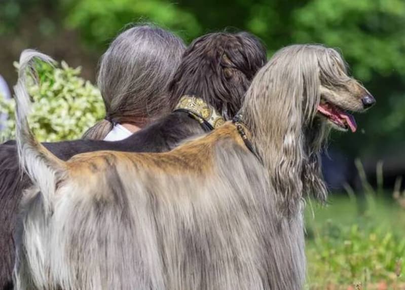 fotos mais engraçadas de pets