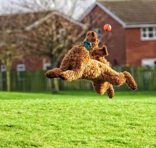 cachorro de olho na bola