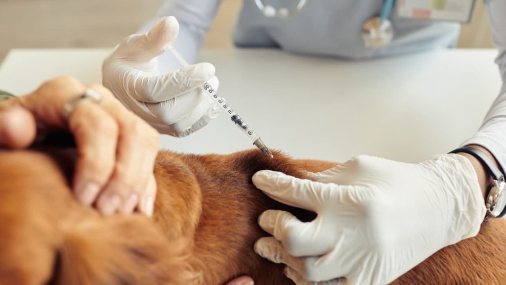 Campanha de vacinação antirrábica de cães e gatos começa nesta semana, em Goiânia