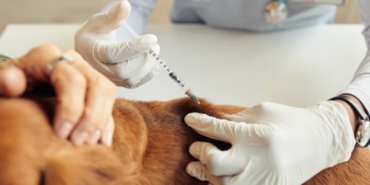 Campanha de vacinação antirrábica de cães e gatos começa nesta semana, em Goiânia