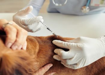Vacinação contra raiva em cães e gatos começa neste sábado em Goiânia