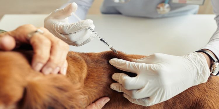 Vacinação contra raiva em cães e gatos começa neste sábado em Goiânia