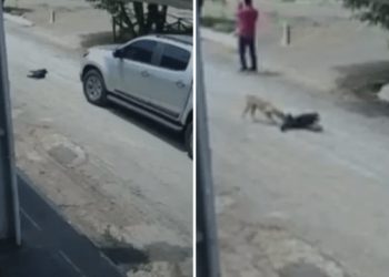 Vídeo: cachorro tenta socorrer a mãe após cadela ser atropelada por caminhonete