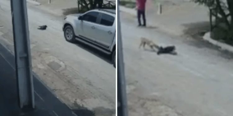 Vídeo: cachorro tenta socorrer a mãe após cadela ser atropelada por caminhonete