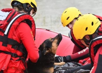 Cão ajuda aquecer dono com hipotermia durante enchente em Santa Catarina