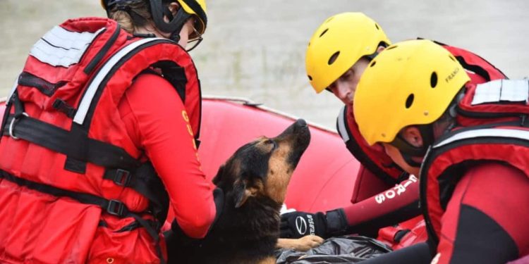 Cão ajuda aquecer dono com hipotermia durante enchente em Santa Catarina