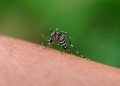 Autoridades alertam para possível epidemia de dengue no Centro-Oeste em 2024