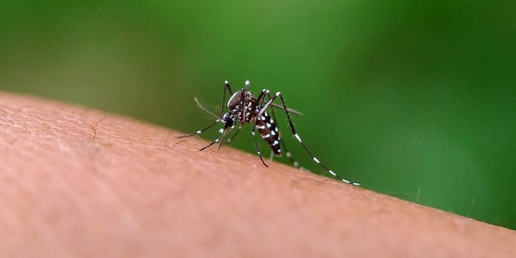 Autoridades alertam para possível epidemia de dengue no Centro-Oeste em 2024