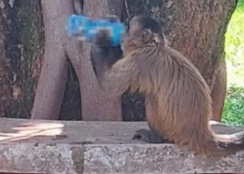 Macaco viraliza ao ser flagrado tomando energético em Universidade de Goiânia