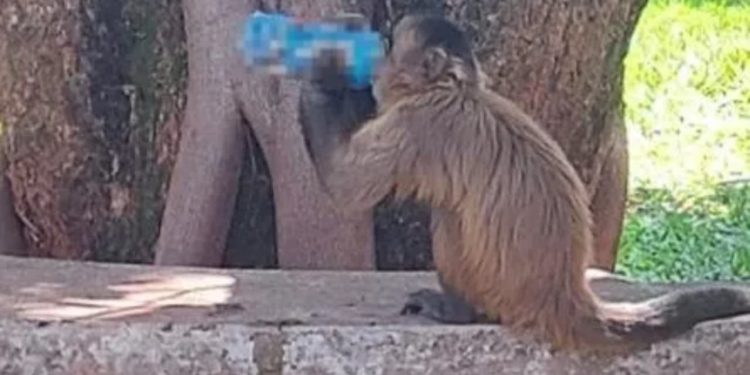 Macaco viraliza ao ser flagrado tomando energético em Universidade de Goiânia