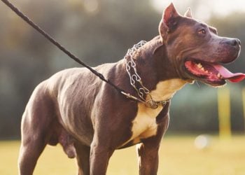PL quer obrigar uso de coleira e focinheira para cães em locais públicos, em Goiás