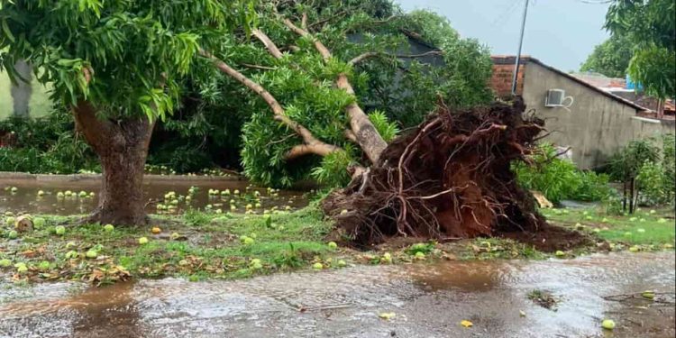 Temporal com ventos fortes causa prejuízos a moradores de Guaraí no Tocantins