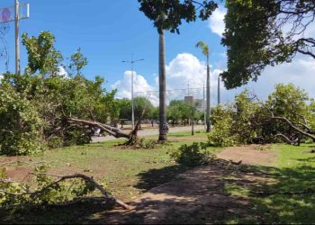 Forte chuva derruba centenas de árvores no Plano Diretor de Palmas