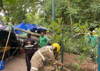 Árvore cai em feira e deixa quatro pessoas feridas, em Goiânia