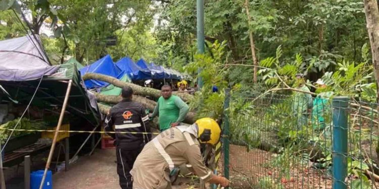 Árvore cai em feira e deixa quatro pessoas feridas, em Goiânia