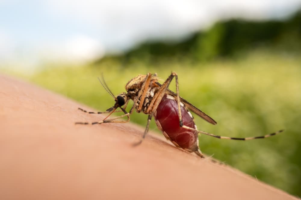 Aedes Aegypti