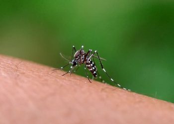Estudo aponta que maioria dos criadouros do mosquito da dengue está no lixo domiciliar