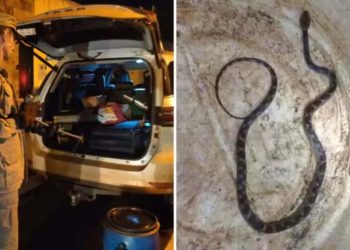 Família encontra cobra dentro de carro após percorrer mais de mil quilômetros de viagem