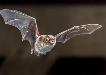 Goiânia notifica 1º caso de raiva em morcego em 2024