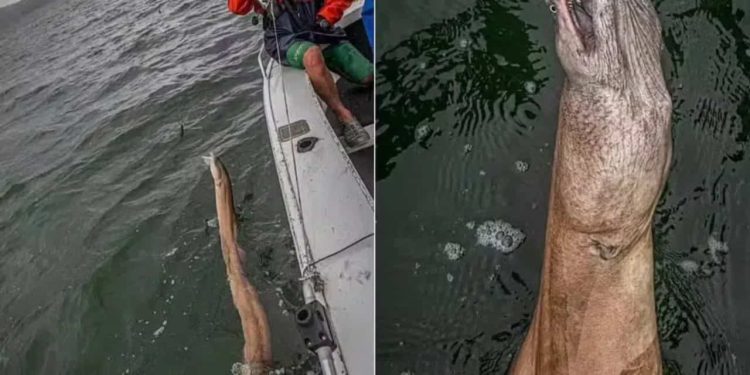 Pescador se surpreende após fisgar criatura "bizarra" na Austrália