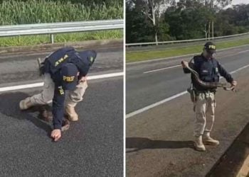 Policial resgata com a mão cobra que tentava atravessar BR-050; veja vídeo