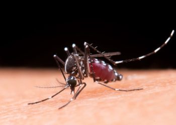 Quase 50 cidades goianas estão em situação de emergência para dengue
