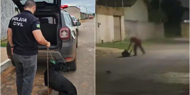Cachorro é resgatado após ser agredido com corrente, em Formosa; veja vídeo