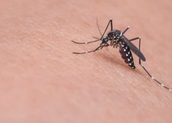 Dengue: homem de 31 anos é a 1ª vítima da doença em Goiás em 2024